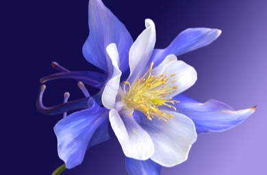Columbine
